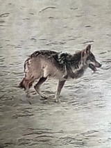 Na plaży w Międzyzdrojach wilk pogryzł legniczankę. Leśnicy od kilku miesięcy próbują go odłowić