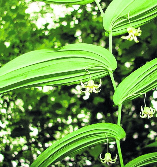 Liczydło górskie rośnie również w Rezerwacie Przyrody Ochojec. To roślina należąca do liliowatych