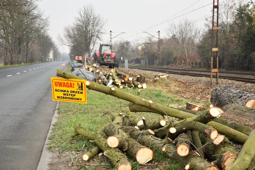 Wycinka drzew wzdłuż linii kolejowej biegnącej przy ul....