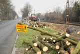 Wycinka drzew wzdłuż linii kolejowej przy ul. Marka z Jemielnicy w Opolu. Pod topór także drzewa na prywatnych posesjach [WIDEO, ZDJĘCIA]