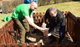 Radomsko ma swojego Bartka. Dąb posadzono w ramach inauguracji programu Miejskie Drzewa. ZDJĘCIA