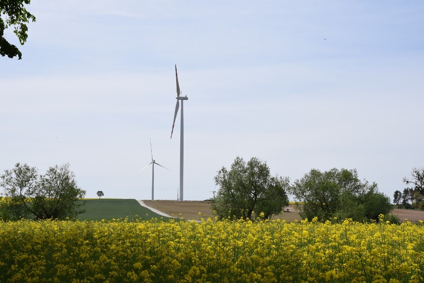 Farma wiatrowa w Słomowie. Ogromne wiatraki wpisały się w krajobraz powiatu obornickiego