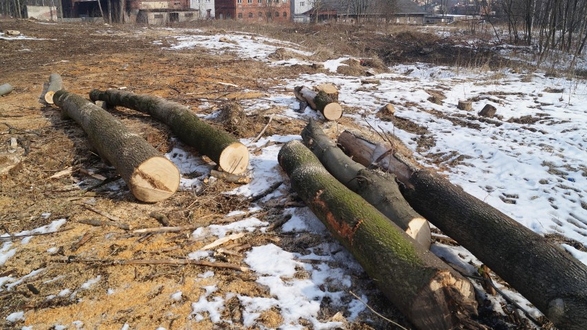 Wycinka drzew w Mikołowie: mieszkańcy wzburzeni