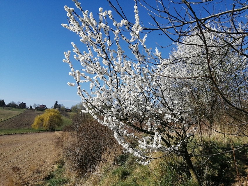 Bażanty, sarny, zające a także mnóstwo roślin budzących się...