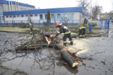 Wichura nad Głogowem. Drzewo runęło na ul. Elektryczną. ZDJĘCIA