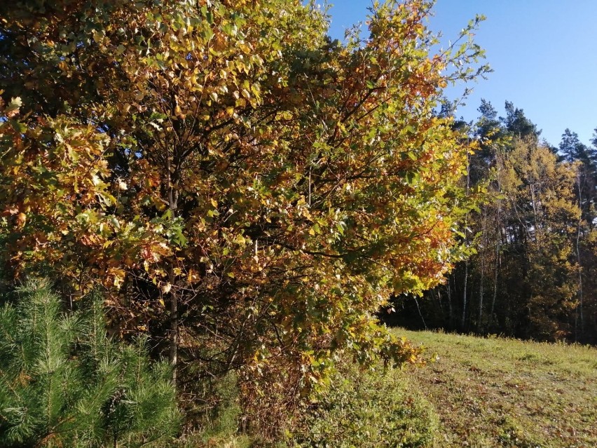 Piękna jesień w lasach w okolicach Birczy.