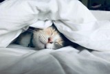 Lubisz spać ze swoim kotem w jednym łóżku? Może wyjść Ci to na zdrowie. Poznaj wady i zalety spania z pupilem. Kto powinien tego unikać?