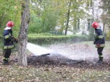 Nieznany sprawca podpalił liście na terenie I Liceum Ogólnokształcącego w Kutnie