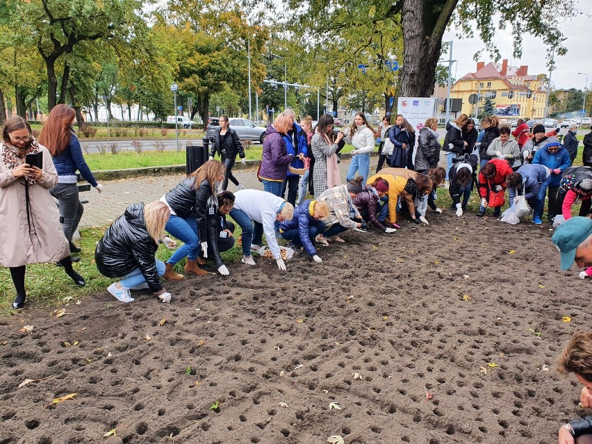 Tysiące żonkili posadzili na skwerze w Lesznie 15 października 2021