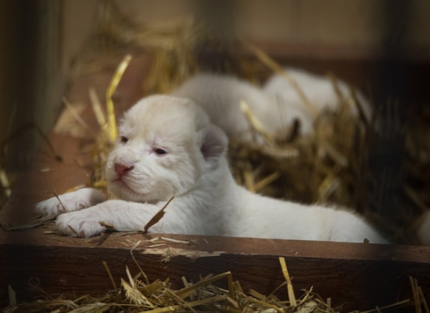 Trzy białe lwy urodziły się w Zoo Safari w Borysewie