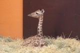 Chorzów: W śląskim zoo urodziła się żyrafa. "Maleństwo" ma 1,75 m! [ZDJĘCIA]