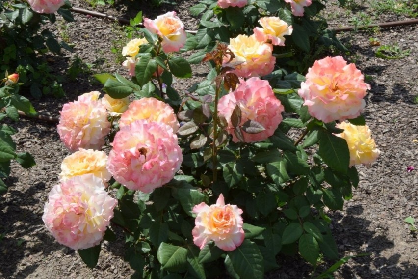 Róże zachwycają zapachem i kolorami w Ogrodzie Botanicznym w Kielcach. Teraz są najpiękniejsze. W niedzielę ich święto [ZDJĘCIA]