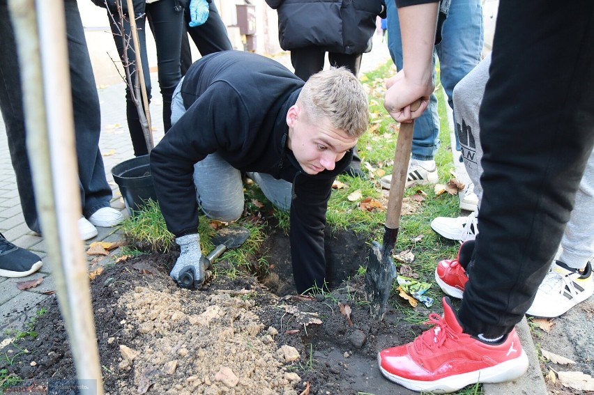 Tak rozpoczęto akcję sadzenia drzew na jubileusz LZK we...
