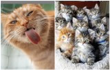 Te koty wzruszą i rozbawią do łez! Zobacz wyjątkowe zdjęcia kochanych mruczków
