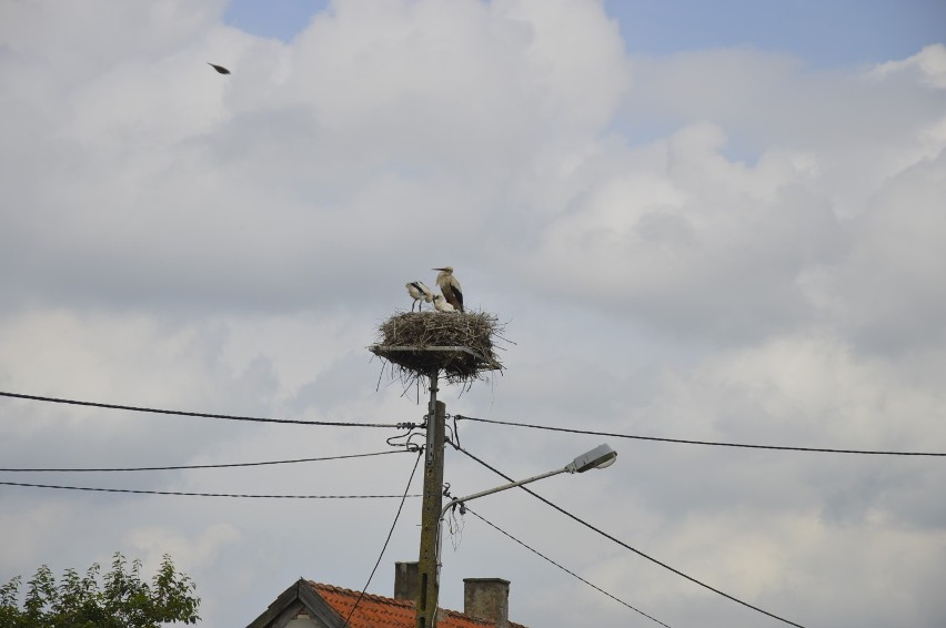 Bociany na Powiślu