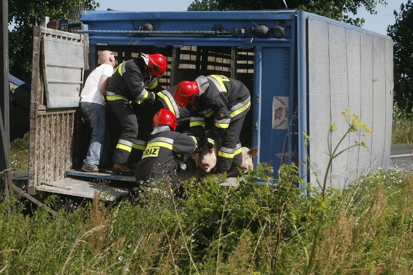 Wypadek ciężarówki ze świniami na trasie Legnica - Złotoryja (ZDJĘCIA)