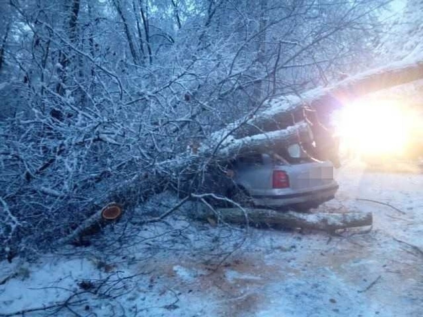 Chomiec: Drzewo spadło na samochód, kierowca miał dużo szczęścia