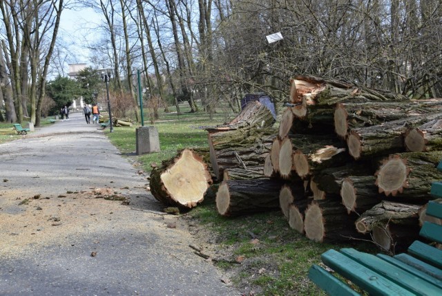 Urzędnicy z Tarnowa przygotowują się do wycinki 15 drzew w Parku Strzeleckim.