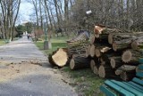 Miasto chce wyciąć kilkanaście drzew w Parku Strzeleckim w Tarnowie. Stanowią one zagrożenie dla przebywających w parku ludzi