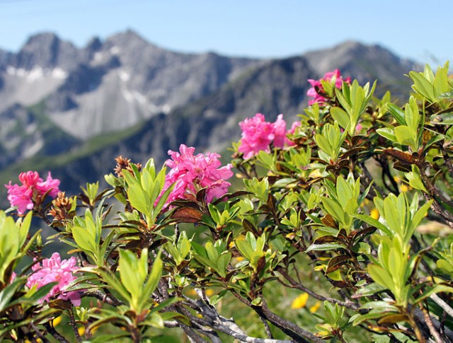 Rhododendron ferrugineum