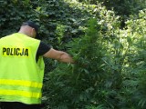 Plantacja konopi w gminie Gorzkowice - policja zlikwidowała uprawę marihuany