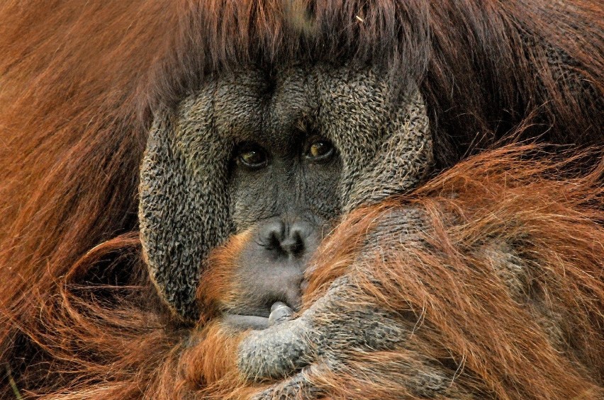 Orangutan Borneański...
