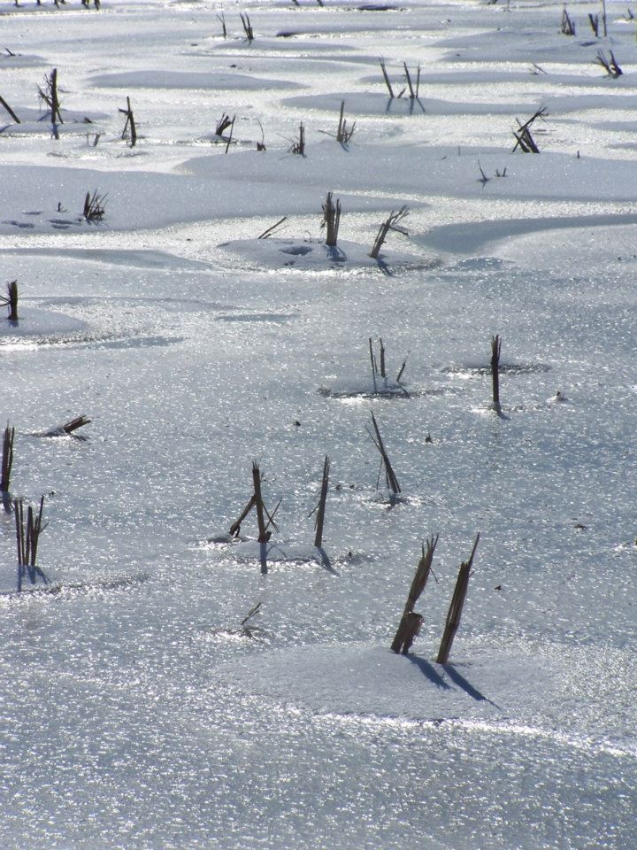 Ostatnie podrygi zimy w Gołuchowie