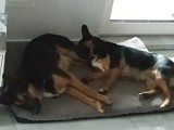 Sława/Lubogoszcz: Dwa cudne psy szukają kochającego domu. Aktualizacja