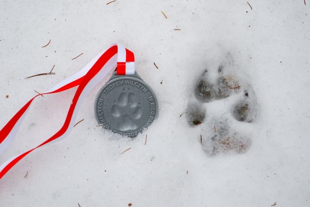 Medal za udział w biegu Tropem Wilczym, a obok...odcisk wilczej łapy. Drapieżniki te od niedawna można spotkać w lasach naszego powiatu