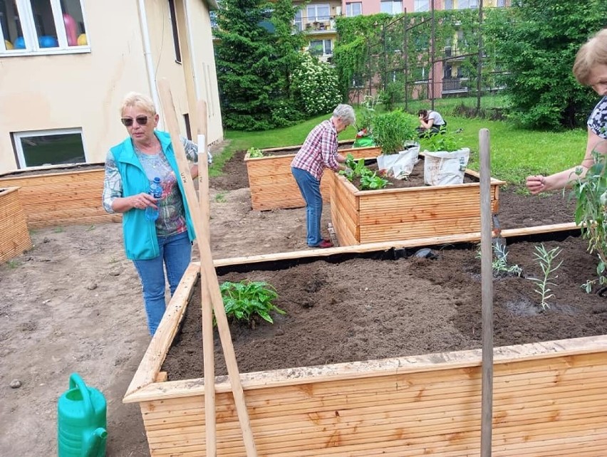 W Starachowicach powstaje Ogród Społecznościowy. Robią go seniorzy i młodzież