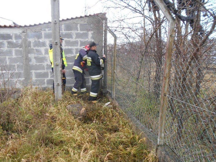 Strażnicy i strażacy uwolnili sarnę w Wejherowie
