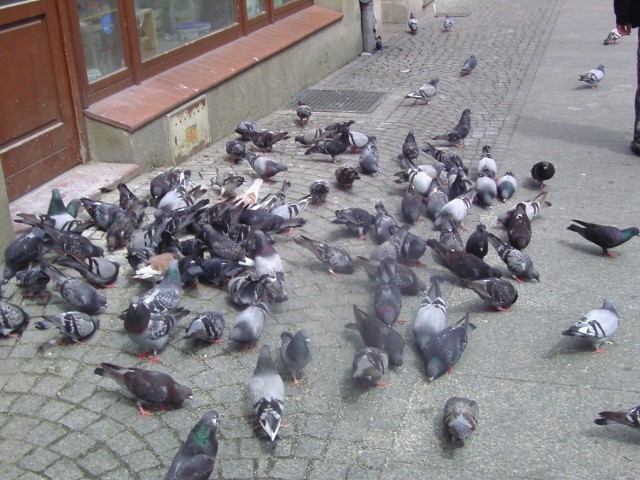 Deptakowe gołębie jedzą póki im mmkowicze nie zabronią