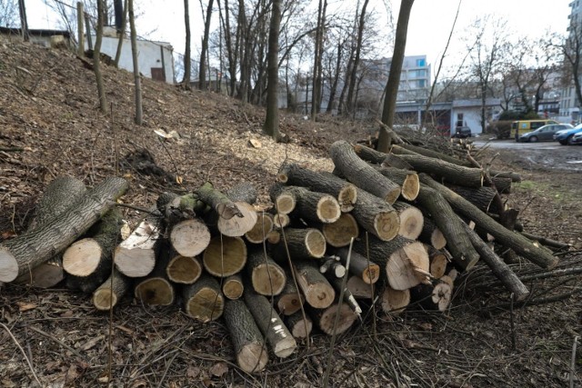 Przy ulicy Wrocławskiej wycięto 44 drzewa. Według mieszkańców, wyglądały na zdrowe, ale tak nie było