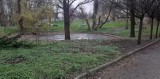 Trwa czyszczenie oczek wodnych i strumyka Sępolno w głogowskim parku przy Budowlanych