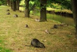 Moment grozy w Rybniku. Nutria zaatakowała dziecko! Pogryziony chłopczyk ma 5 lat