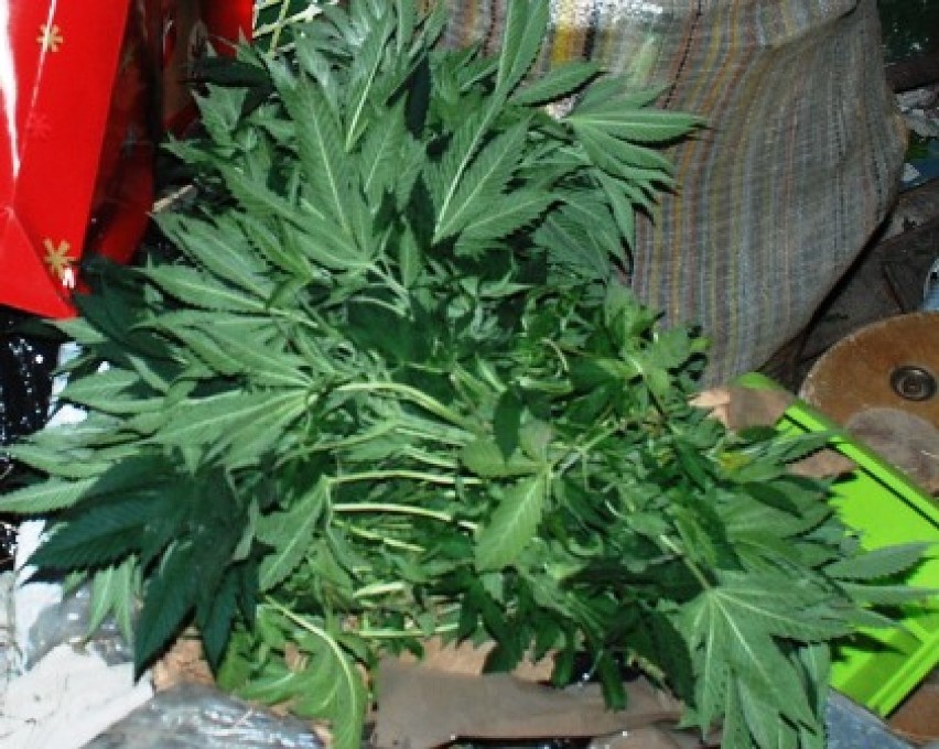 Działoszyńska policja zlikwidowała hodowlę marihuany