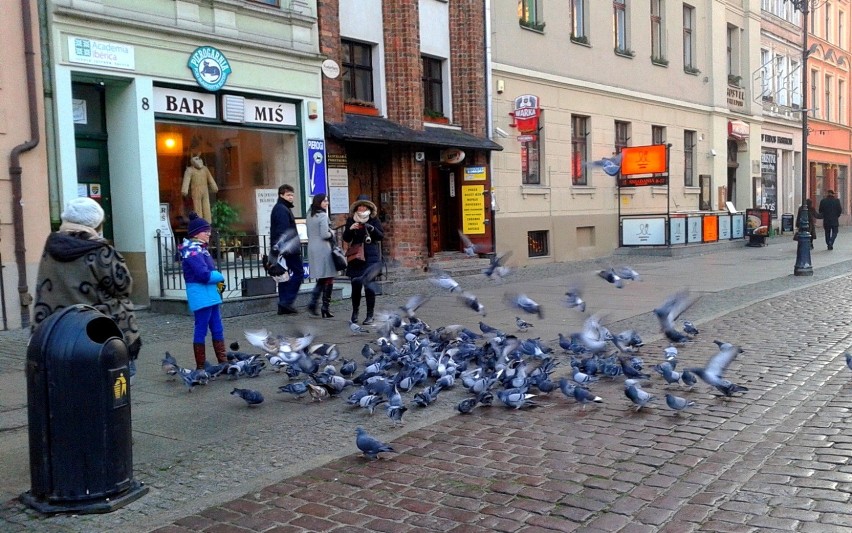 Gołębie na Rynku Staromiejskim w Toruniu