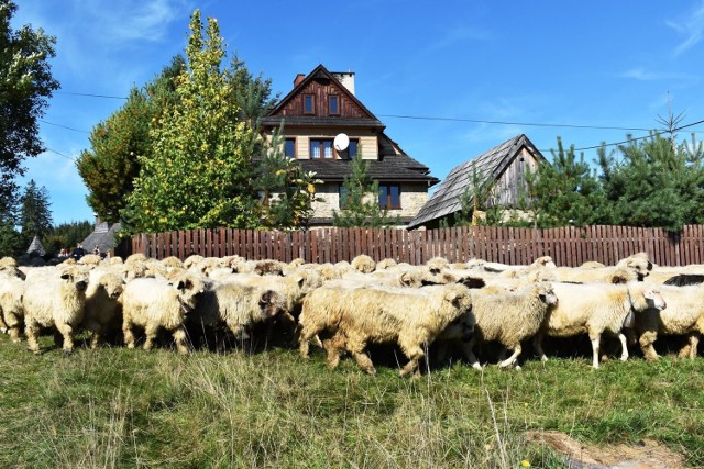 Istebna została wyróżniona przez Światową Organizację Turystyki i umieszczona na liście miejscowości aspirujących do grona "Najlepszych turystycznych wsi".