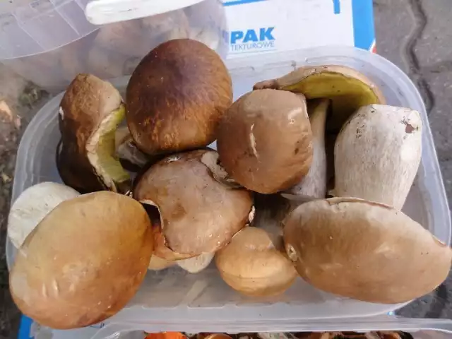 Takie piękne grzyby można zaleźć w lasach powiatu sławieńskiego