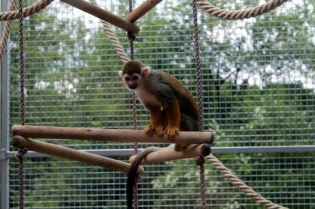 Śląskie zoo może pochwalić się nowymi pawilonami