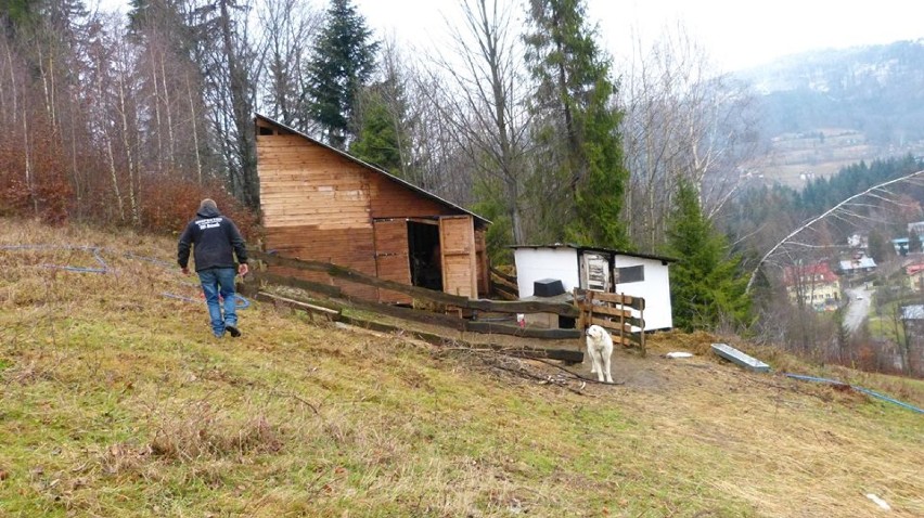 Zdjęcia opublikowane za zgodą Fundacja "SOS Animals"