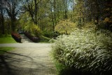 Wiosna w Parku Kościuszki. To największy miejski park w Katowicach ZDJĘCIA