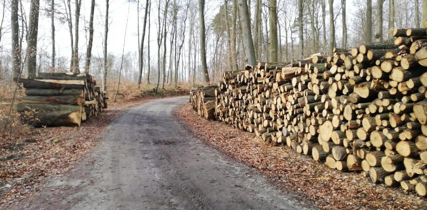 Mnóstwo powycinanych drzew. Smutny obraz Puszczy Bukowej. ZDJĘCIA