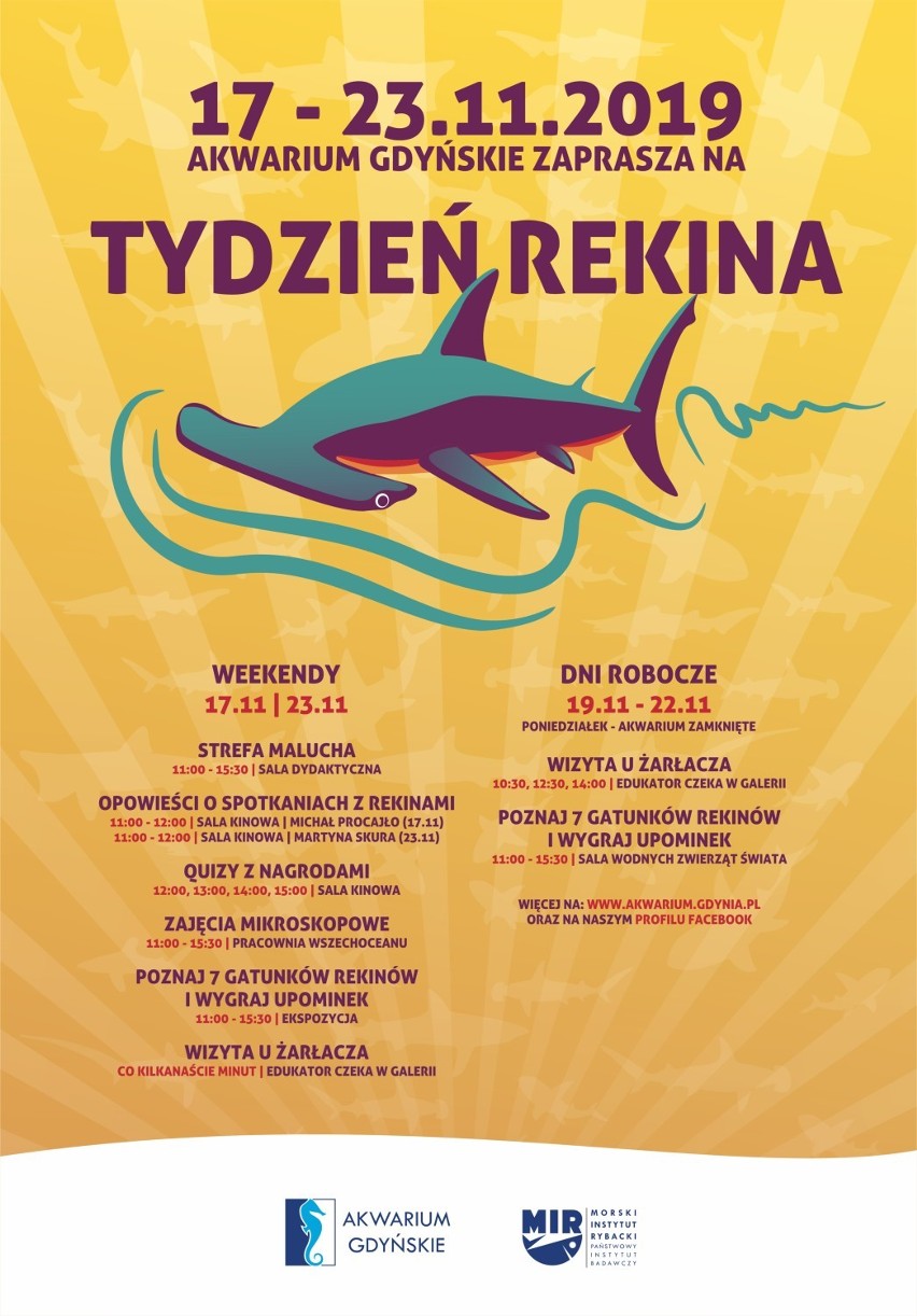 Tydzień Rekina w Akwarium Gdyńskim. Przełamywane będą stereotypy na temat tej ciekawej ryby ZDJĘCIA 