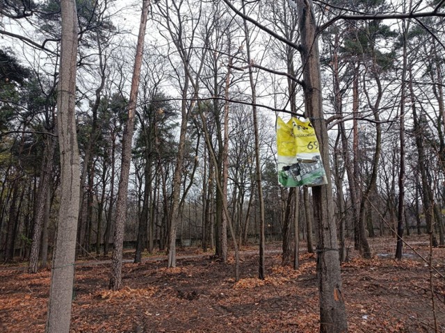 W parku od tygodni trwają zaawansowane prace porządkowe.