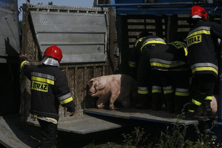 Wypadek ciężarówki ze świniami na trasie Legnica - Złotoryja (ZDJĘCIA)