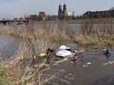 Poznań: Wartą płynie więcej wody i... śmieci. 2 cm do stanu ostrzegawczego [ZDJĘCIA]