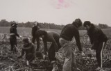 Wielkie kopanie ziemniaczanej bulwy w PRL. Uczniowie ze Szczecinka także jeździli zbierać kartofle [zdjęcia]