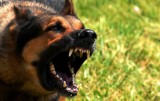 W Wejherowie pies ugryzł kobietę. Właścicielka czworonoga została ukarana mandatem w wysokości 500 zł