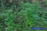 Rudna: posadził i pielęgnował drzewka marihuany w lesie [zdjęcia, wideo]